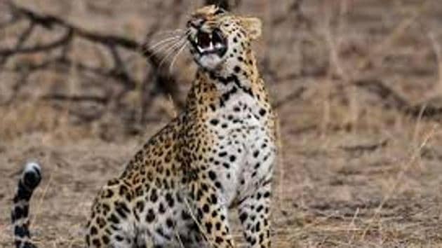 In India leopard trade can procure between Rs 5 lakh to Rs 10 lakh while, it can fetch triple that amount in the international market.”(A Representative Image) In India leopard trade can procure between Rs 5 lakh to Rs 10 lakh while, it can fetch triple that amount in the international market.”(A Representative Image)