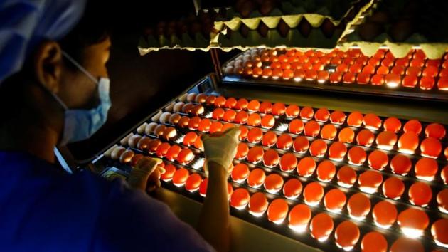 A woman inspects eggs for cracks at the Huayu hatchery. Behind a row of sealed red incubator doors in a new facility in northern China, about 400,000 chicks are hatched every day, part of the rapidly modernising supply chain in China’s $37 billion egg industry – the world’s biggest. (Thomas Peter / REUTERS) A woman inspects eggs for cracks at the Huayu hatchery. Behind a row of sealed red incubator doors in a new facility in northern China, about 400,000 chicks are hatched every day, part of the rapidly modernising supply chain in China’s $37 billion egg industry – the world’s biggest. (Thomas Peter / REUTERS)
