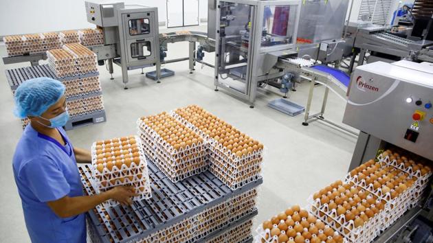 Prices and demand for eggs and poultry plunged last year, after hundreds of people died from contracting bird flu, the important key to industrial scale facilities will be managing the risks of disease. Following the strict procedures on hygiene, advanced ventilation and environmental controls are being used to keep new chicks healthy in the hatchery. (Thomas Peter / REUTERS) Prices and demand for eggs and poultry plunged last year, after hundreds of people died from contracting bird flu, the important key to industrial scale facilities will be managing the risks of disease. Following the strict procedures on hygiene, advanced ventilation and environmental controls are being used to keep new chicks healthy in the hatchery. (Thomas Peter / REUTERS)