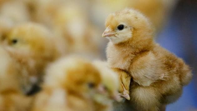 By producing 200,000 females a day, or around 60 million layers a year (one day a week is for cleaning), China can meet demand from larger farms who want to buy day-old-chicks in one batch, said Jonathan Cade, president of Hy-Line International. “That’s the best way to start off with good biosecurity,” he said. (Thomas Peter / REUTERS) By producing 200,000 females a day, or around 60 million layers a year (one day a week is for cleaning), China can meet demand from larger farms who want to buy day-old-chicks in one batch, said Jonathan Cade, president of Hy-Line International. “That’s the best way to start off with good biosecurity,” he said. (Thomas Peter / REUTERS)