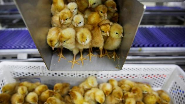 Huayu sells its male chicks as food for snakes, which are farmed in China for traditional medicine. With such pressures on production, improving animal welfare is unsurprisingly not a priority, said Jeff Zhou, China representative for Compassion in World Farming (CIWF). (Thomas Peter / REUTERS) Huayu sells its male chicks as food for snakes, which are farmed in China for traditional medicine. With such pressures on production, improving animal welfare is unsurprisingly not a priority, said Jeff Zhou, China representative for Compassion in World Farming (CIWF). (Thomas Peter / REUTERS)