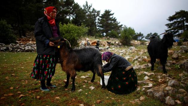 Each goat has a name and is treated as part of the family. The smaller ones are transported on a pick-up truck. “We never call them ‘animals’, we call them ‘companions’,” said Pervin Savran of the Sarikecililer Cooperation and Collaboration Foundation, which represents the Yoruks. “Everything we do - eating, sleeping, waking - depends on our companions. Such is our bond,” Savran said. (Osman Orsal / REUTERS) Each goat has a name and is treated as part of the family. The smaller ones are transported on a pick-up truck. “We never call them ‘animals’, we call them ‘companions’,” said Pervin Savran of the Sarikecililer Cooperation and Collaboration Foundation, which represents the Yoruks. “Everything we do - eating, sleeping, waking - depends on our companions. Such is our bond,” Savran said. (Osman Orsal / REUTERS)
