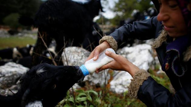 Gulay Gobut feeds a goat before the day's journey near Mersin. The family’s only daughter, Gulay studied medical supply marketing at a college in the mid-western province of Bilecik. She rejoined her family because she couldn’t find work, but said she misses the settled lifestyle. (Osman Orsal / REUTERS) Gulay Gobut feeds a goat before the day's journey near Mersin. The family’s only daughter, Gulay studied medical supply marketing at a college in the mid-western province of Bilecik. She rejoined her family because she couldn’t find work, but said she misses the settled lifestyle. (Osman Orsal / REUTERS)
