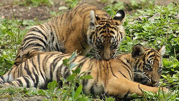 Tigers in Sariska. A tigress, ST5, had gone missing in February. (HT File Photo) Tigers in Sariska. A tigress, ST5, had gone missing in February. (HT File Photo)