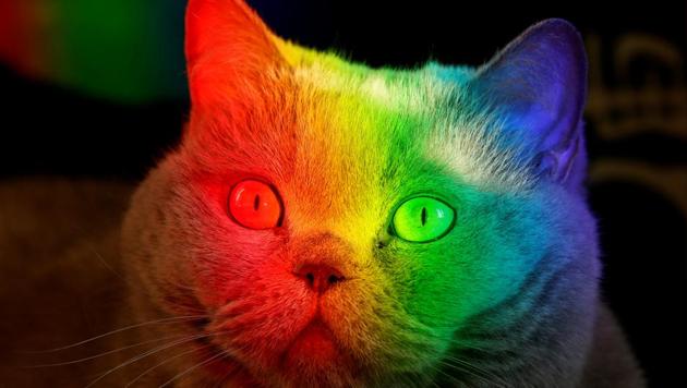 A British Blue cat is lit up by sunlight diffracted through an aquarium at an apartment in the Siberian city of Krasnoyarsk, Russia. (Ilya Naymushin / REUTERS) A British Blue cat is lit up by sunlight diffracted through an aquarium at an apartment in the Siberian city of Krasnoyarsk, Russia. (Ilya Naymushin / REUTERS)