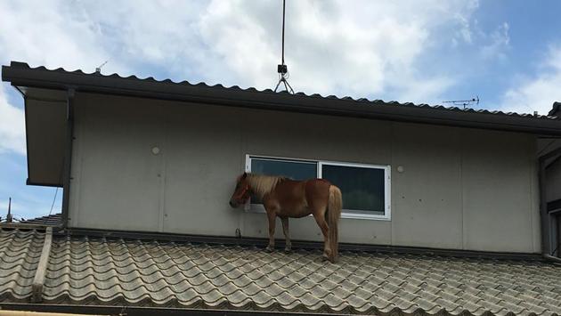 A miniature horse stranded on a rooftop due to the recent flooding in the Mabicho area in Kurashiki, Okayama prefecture. (Peace WInds Japan / Handout / AFP) A miniature horse stranded on a rooftop due to the recent flooding in the Mabicho area in Kurashiki, Okayama prefecture. (Peace WInds Japan / Handout / AFP)
