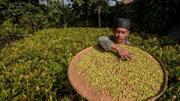 A worker spreads a batch of cloves on a bamboo plate to dry at Rancamaya village in Bogor, Indonesia. (Raisan Al Farisi / Antara Foto via REUTERS) A worker spreads a batch of cloves on a bamboo plate to dry at Rancamaya village in Bogor, Indonesia. (Raisan Al Farisi / Antara Foto via REUTERS)