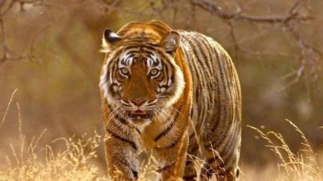A tigress has been missing from Sariska Tiger Reserve since February.(HT File)