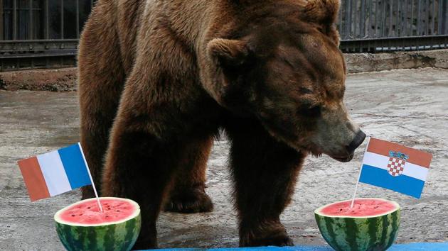 Buyan, a male Siberian brown bear, attempts to predict the result of the FIFA World Cup final between France and Croatia during an event at the Royev Ruchey Zoo in Krasnoyarsk on Saturday. (Reuters)