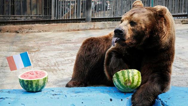 Buyan, a male Siberian brown bear, chose Croatia while attempting to predict the result of the FIFA World Cup final. (REUTERS)