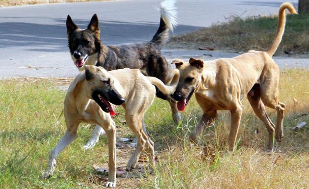 Unlike India where a pet is taken for a walk to defecate and urinate, despite municipal corporations in some cities imposing fines on pet dogs dirtying the streets, owners in the West are particular about cleaning up after their pets. (HT File) Unlike India where a pet is taken for a walk to defecate and urinate, despite municipal corporations in some cities imposing fines on pet dogs dirtying the streets, owners in the West are particular about cleaning up after their pets. (HT File)