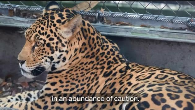It was not immediately clear how the animal got out of its habitat, and zoo officials said they were investigating.(Vide screenshot/Audubon Zoo)