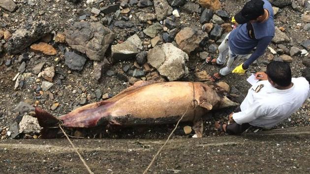 A six-foot-long dead dolphin was found at Bandra Bandstand last week.(Satish Bate/HT Photo)