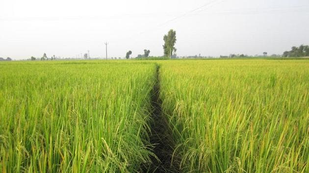 Basmati fields in Tarn Taran, Punjab(Sameer Sehgal /Hindustan Times)