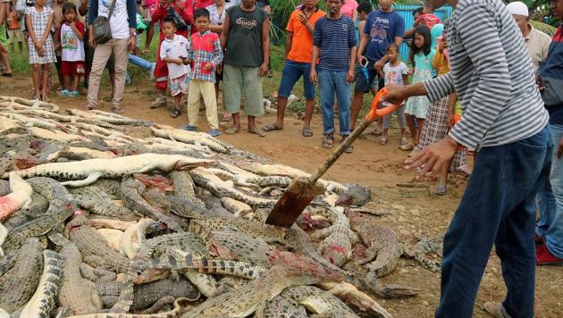 Local residents look at the carcasses of hundreds of crocodiles from a breeding farm after they were killed by angry locals following the death of a man who was killed in a crocodile attack in Sorong regency, West Papua, Indonesia on July 14.(Antara Foto/Olha Mulalinda /via REUTERS)