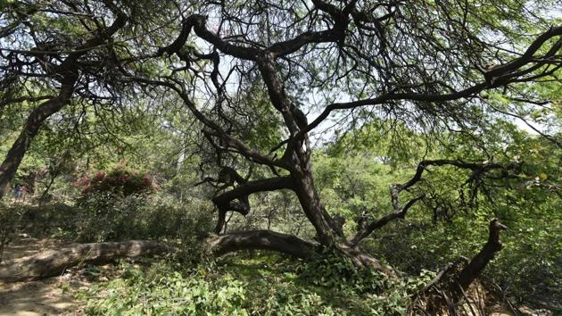 Vilayati kikar (Babul) tree at Kamla Nehru Ridge in New Delhi.(Ravi Choudhary/HT File Photo)