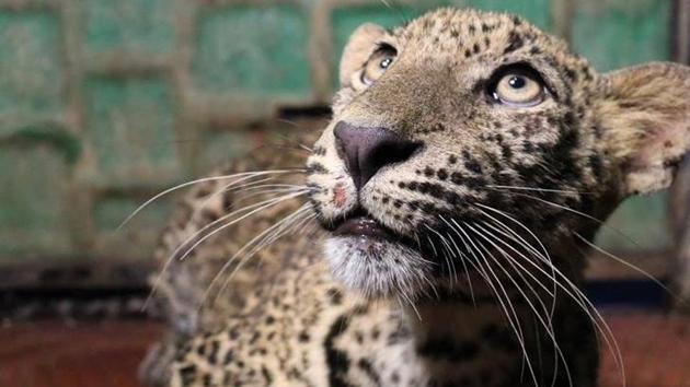 The cub was rescued by forest department, Wildlife SOS. (HT PHOTO) The cub was rescued by forest department, Wildlife SOS. (HT PHOTO)
