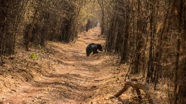 Forests in the Chambal region are home to sloth bears, hyenas and leopards.(Shutterstock)