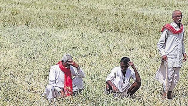 Rajasthan, like many other states, is in the midst of an agrarian crisis caused largely by falling prices for farm output .(HT File Photo)