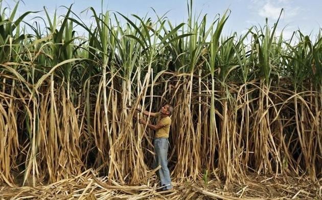 ‘The buck stops here’ reads cane commissioner’s message as he goes about tackling the farmers’ issues. (HT) ‘The buck stops here’ reads cane commissioner’s message as he goes about tackling the farmers’ issues. (HT)