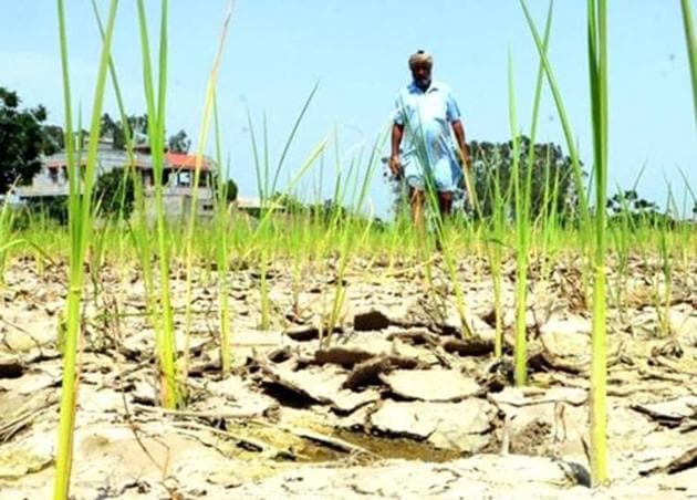 The rainfall has been below 40% of the normal in 31 of the 75 districts. The Met department defines this as scanty rainfall. (HT File Photo) The rainfall has been below 40% of the normal in 31 of the 75 districts. The Met department defines this as scanty rainfall. (HT File Photo)