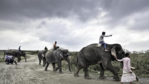 Delhi’s forest department had issued the elephant owners an ultimatum last week to surrender their elephants failing which the animals would be seized.(Arun Sharma/HT File Photo) Delhi’s forest department had issued the elephant owners an ultimatum last week to surrender their elephants failing which the animals would be seized.(Arun Sharma/HT File Photo)