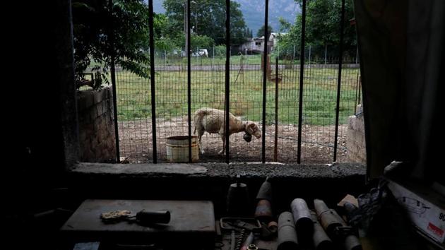 Tools are spread on a working bench as a goat wearing a bell, made by the Galanopoulos brothers, makes its way outside the family's bell foundry. “There’s a moral satisfaction that comes with doing something your grandfather did, your great-grandfather did, your great, great-grandfather did,” Christos said. “It’s a job that I love and I never plan to abandon it.” (Alkis Konstantinidis / REUTERS)