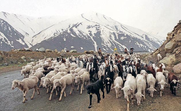 Nomadic Bakerwals en route to the Mughal Road near Peer ki Gali, some 90 km south of Srinagar in May 12, 2018.The community travels hundreds of miles to graze their cattle in Kashmir.(Waseem Andrabi/Hindustan Times)