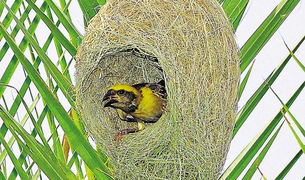 Nest completed, a bird checks out the interiors. Urging the birdwatchers’ community to educate people about conserving wildlife, Gurmeet Singh, chief wildlife warden of Punjab, says, “Unlike pigeons or crows, Baya weavers have not accepted or adapted to human habitats. The loss of natural environment questions the long-term survival of the species.” (Anil Dayal/HT)