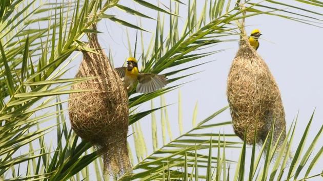 Birds working to finish their beautiful home. “Among all the categories of weaver birds: Finn’s, Baya, Streaked and Black- breasted, the most common type found in Chandigarh is of the Baya weaver that nests in colonies,” says Chandigarh Bird Club president Matinder Sekhon. (Anil Dayal/HT)