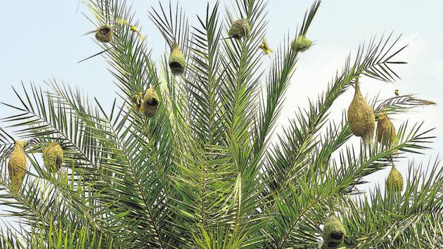 A colony of nesting Baya weavers at the Japanese Garden, Sector 31, Chandigarh. “Baya weavers weave their nests with leaf fibre of weed and grass on thorny trees like Acacia, date (Phoenix dactylifera), palm (Arecaceae), kikar (Vachellia nilotica) and jungle jalebi (Pithecellobium dulce),” says Kulbhushan Kanwar, ex-directorate, health and family welfare, Chandigarh. (Anil Dayal/HT)