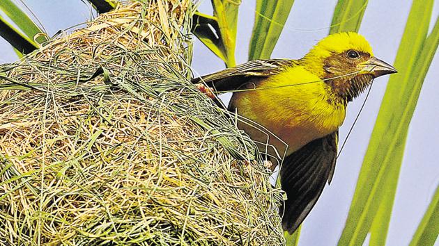 Weaver using its strong conical beak to tie sturdy knots. One can easily spot these brightly coloured gregarious birds in the lush green landscape of city beautiful as they noisily brace up for mating in the monsoons. (Anil Dayal/HT)