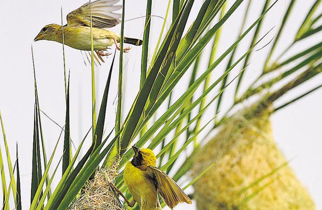 A male weaver flaps its wings to attract a female flying past. If interested, she will have to ‘approve’ the nest for mating. The males build remarkably strong and pliant nests in isolation, away from the human world, to woo females and for a secure place to incubate the eggs. (Anil Dayal/HT)