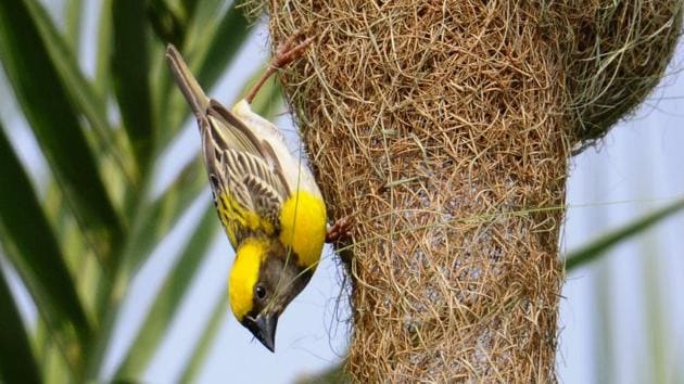 The removal of date palms in Chandigarh has altered the natural life patterns of the birds. (Anil Dayal/HT)