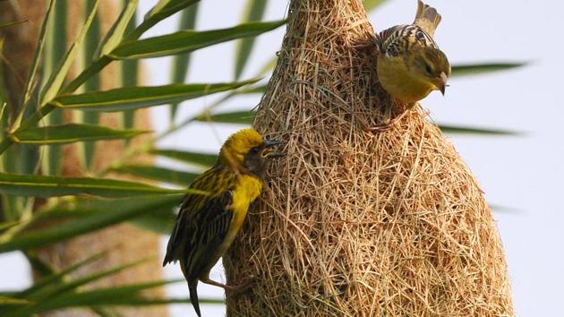 The loss of natural environment questions the long-term survival of the species. (Anil Dayal/HT)