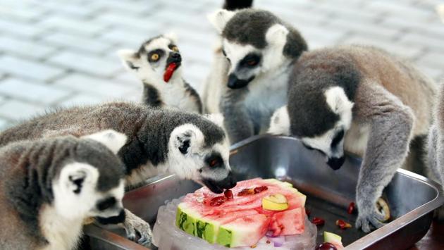 Ring-tailed lemurs eat a slice of watermelon on ice during hot weather, in a zoo in Changzhou, China. (Stringer / REUTERS) Ring-tailed lemurs eat a slice of watermelon on ice during hot weather, in a zoo in Changzhou, China. (Stringer / REUTERS)