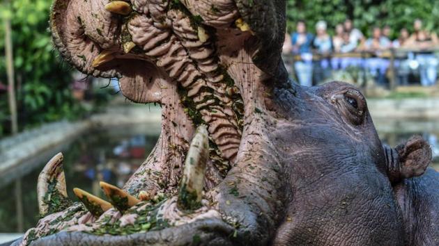 A Hippo known as Pepa is pictured during the celebration of Hippo Jakira’s 4 year birthday at the Santa Fe zoo, in Medellin, Colombia. Pepa was part of the initial batch of animals imported by druglord Pablo Escobar back in the 1980s. (Joaquin Sarmiento / AFP) A Hippo known as Pepa is pictured during the celebration of Hippo Jakira’s 4 year birthday at the Santa Fe zoo, in Medellin, Colombia. Pepa was part of the initial batch of animals imported by druglord Pablo Escobar back in the 1980s. (Joaquin Sarmiento / AFP)