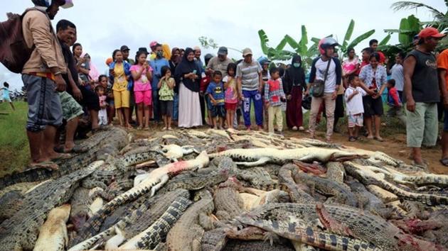 Local residents look at the carcasses of hundreds of crocodiles from a farm after they were killed by angry locals following the death of a man who was killed in a crocodile attack in Sorong regency, West Papua, Indonesia. (Olha Mulalinda / Antara Foto via REUTERS) Local residents look at the carcasses of hundreds of crocodiles from a farm after they were killed by angry locals following the death of a man who was killed in a crocodile attack in Sorong regency, West Papua, Indonesia. (Olha Mulalinda / Antara Foto via REUTERS)