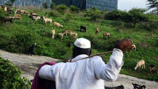 Heavy rain has left much of Pune’s hill slopes bathed in green grass. Sheep enjoy a feast under the watchful eye of the shepherd at Kharadi. (Shankar Narayan/HT PHOTO) Heavy rain has left much of Pune’s hill slopes bathed in green grass. Sheep enjoy a feast under the watchful eye of the shepherd at Kharadi. (Shankar Narayan/HT PHOTO)