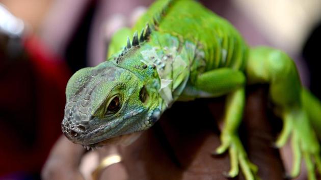 A woman holds a green iguana during an awareness show at Guindy Snake Park in Chennai, Tamil Nadu on July 16, 2018. (Arun Sankar / AFP)