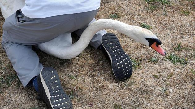 Officials record and examine cygnets and swans during the annual census of the Queen’s swans, known as ‘Swan Upping’, along the River Thames near Chertsey, England. (Toby Melville / REUTERS) Officials record and examine cygnets and swans during the annual census of the Queen’s swans, known as ‘Swan Upping’, along the River Thames near Chertsey, England. (Toby Melville / REUTERS)