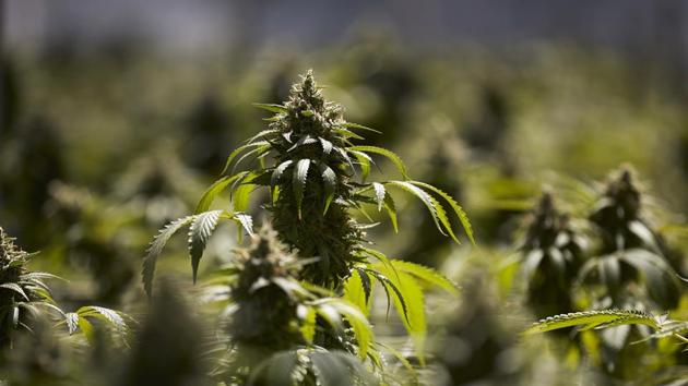 The police have seized around 30 kg of the banned substance (cannabis) worth Rs 10 lakh. (AP file photo) The police have seized around 30 kg of the banned substance (cannabis) worth Rs 10 lakh. (AP file photo)