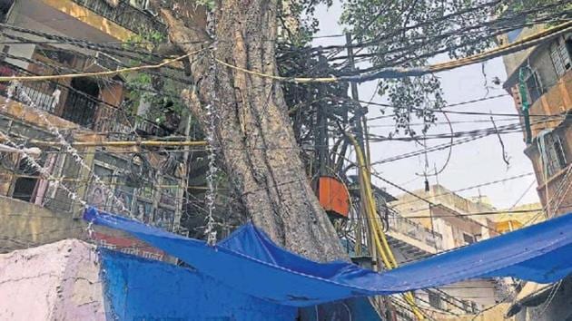 A grand old Peepal tree is an attraction at Tiraha Bairam Khan in the Walled City. (HT Photo) A grand old Peepal tree is an attraction at Tiraha Bairam Khan in the Walled City. (HT Photo)