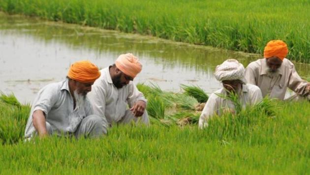 The move is aimed to curtail the role of middlemen in the procurement chain to ensure that the benefits of the minimum support price accrue to genuine farmers only. (File Photo) The move is aimed to curtail the role of middlemen in the procurement chain to ensure that the benefits of the minimum support price accrue to genuine farmers only. (File Photo)