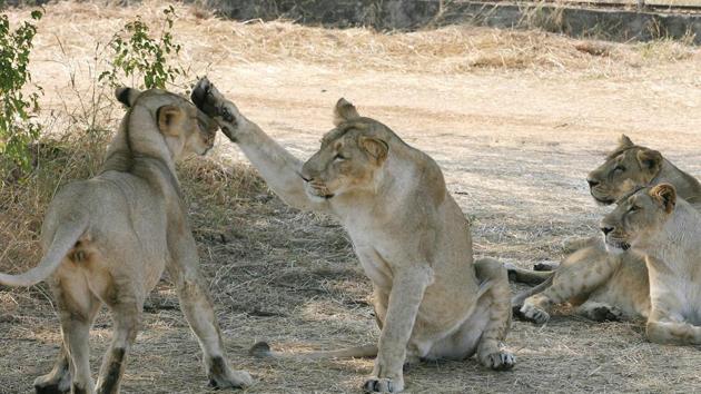 Ambardi’s boundary touches the forest area of the Gir National Park, the last abode of lions in Asia.(AFP)