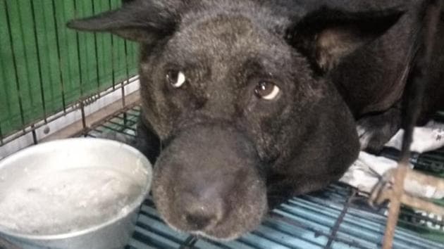 What happens when a outlet dog dies of heart failure