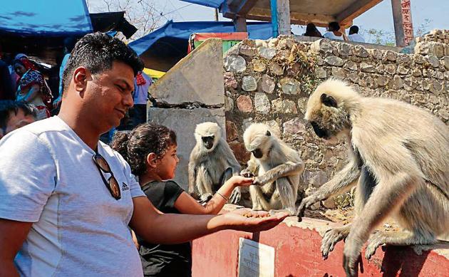 Donations to be sought from Hanuman devotees for captive monkeys in ...