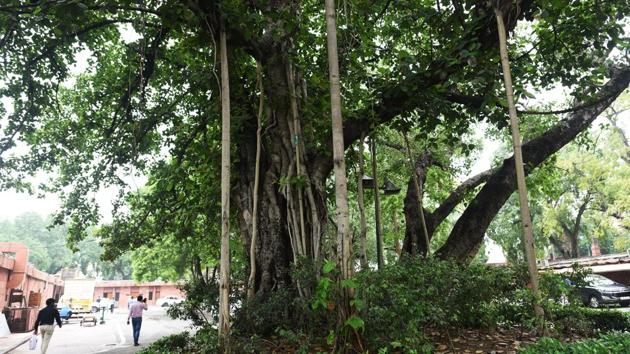 Photos| Delhi’s iconic trees: Green panel extended the stay on felling ...