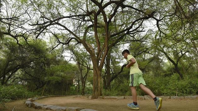 A row of prosopis or Vilati Kikars line Sanjay Van. An invasive, though beautiful Mexican species originally introduced by the British, these beautiful trees have caused some native species to go extinct. (Sanchit Khanna / HT Photo) A row of prosopis or Vilati Kikars line Sanjay Van. An invasive, though beautiful Mexican species originally introduced by the British, these beautiful trees have caused some native species to go extinct. (Sanchit Khanna / HT Photo)