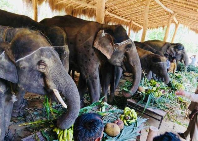 Prior to the feast, the elephants underwent a health check-up by a team of experts from Assam and World Wildlife Federation.(HT Photo)